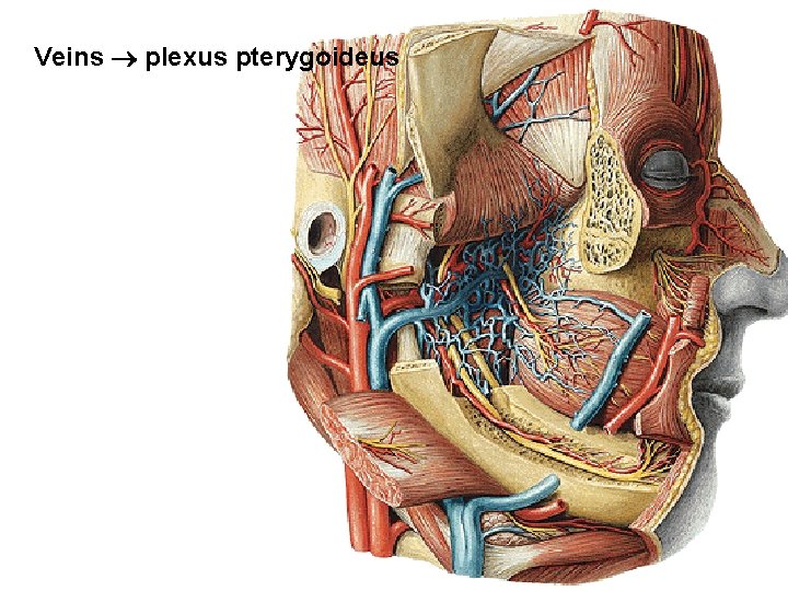 Veins plexus pterygoideus 