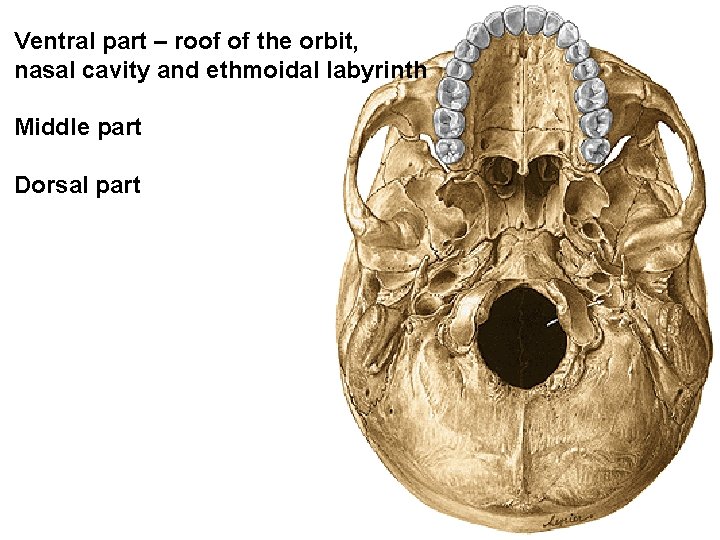 Ventral part – roof of the orbit, nasal cavity and ethmoidal labyrinth Middle part
