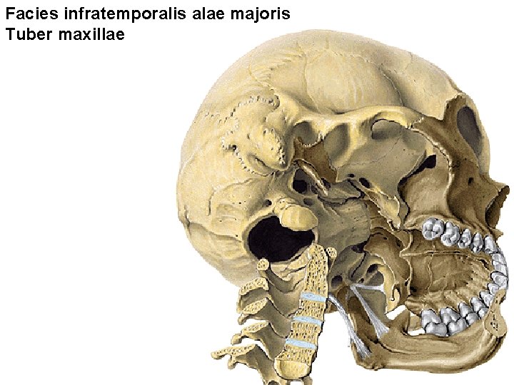 Facies infratemporalis alae majoris Tuber maxillae 