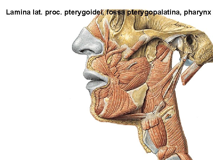 Lamina lat. proc. pterygoidei, fossa pterygopalatina, pharynx 