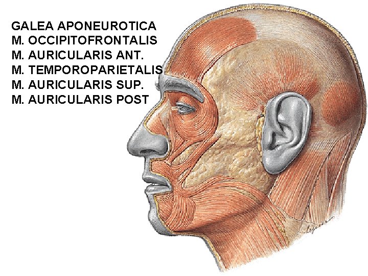 GALEA APONEUROTICA M. OCCIPITOFRONTALIS M. AURICULARIS ANT. M. TEMPOROPARIETALIS M. AURICULARIS SUP. M. AURICULARIS