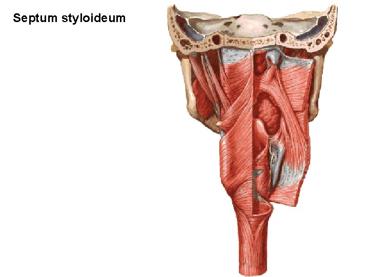 Septum styloideum 