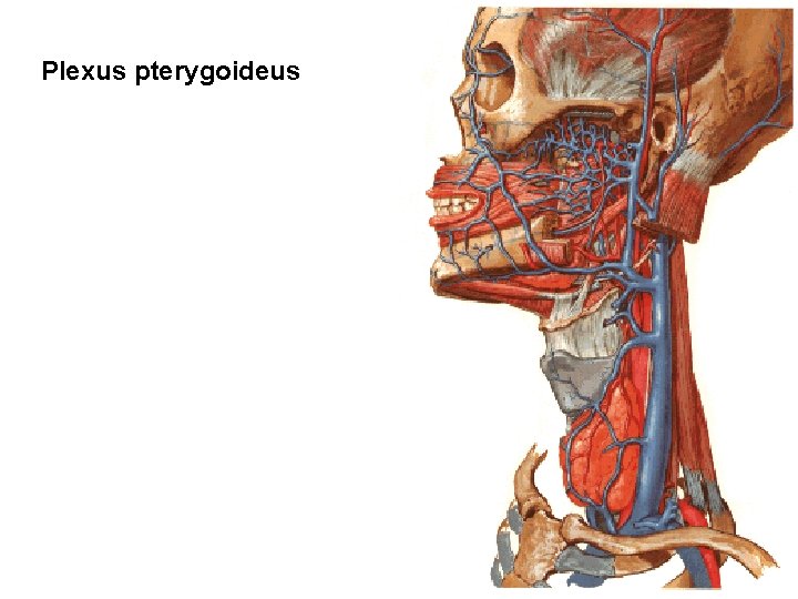 Plexus pterygoideus 