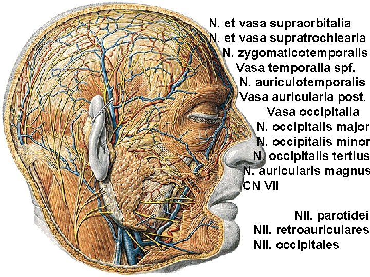 N. et vasa supraorbitalia N. et vasa supratrochlearia N. zygomaticotemporalis Vasa temporalia spf. N.