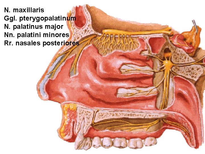 N. maxillaris Ggl. pterygopalatinum N. palatinus major Nn. palatini minores Rr. nasales posteriores 