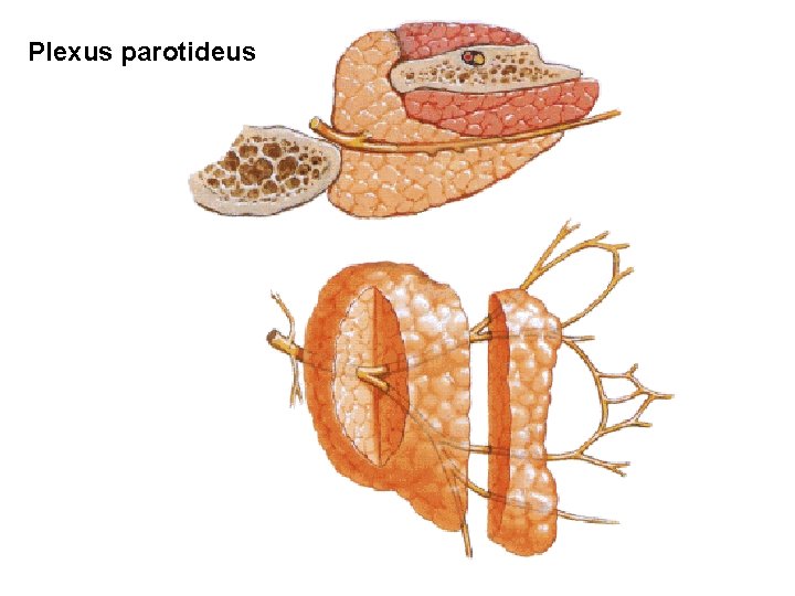 Plexus parotideus 