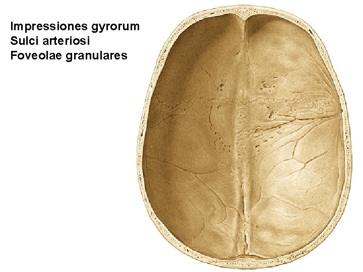 Impressiones gyrorum Sulci arteriosi Foveolae granulares 