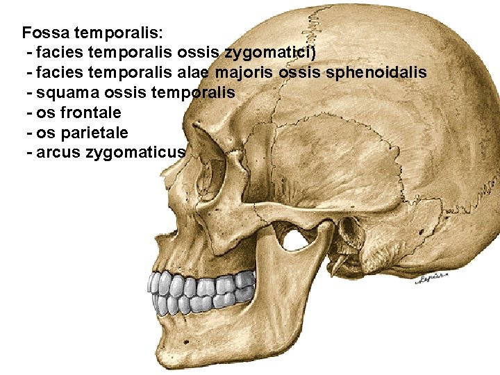Fossa temporalis: - facies temporalis ossis zygomatici) - facies temporalis alae majoris ossis sphenoidalis
