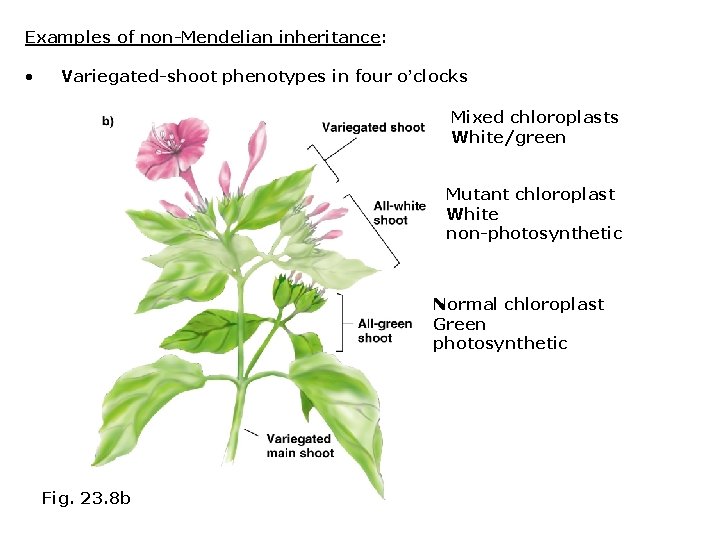 Examples of non-Mendelian inheritance: • Variegated-shoot phenotypes in four o’clocks Mixed chloroplasts White/green Mutant