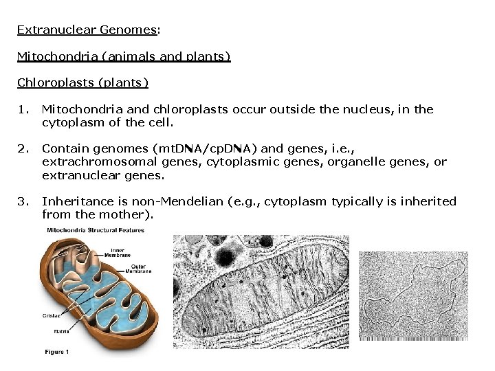 Extranuclear Genomes: Mitochondria (animals and plants) Chloroplasts (plants) 1. Mitochondria and chloroplasts occur outside