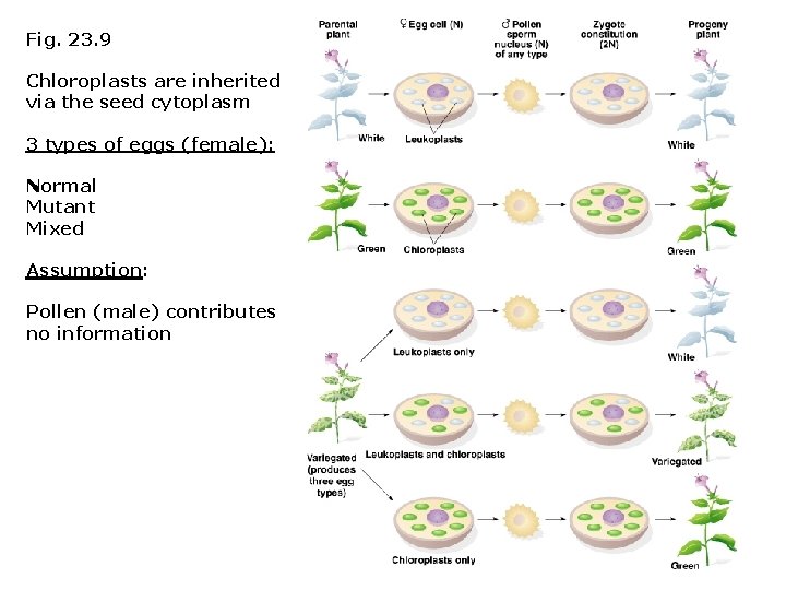 Fig. 23. 9 Chloroplasts are inherited via the seed cytoplasm 3 types of eggs