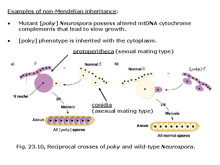 Examples of non-Mendelian inheritance: • Mutant [poky] Neurospora possess altered mt. DNA cytochrome complements