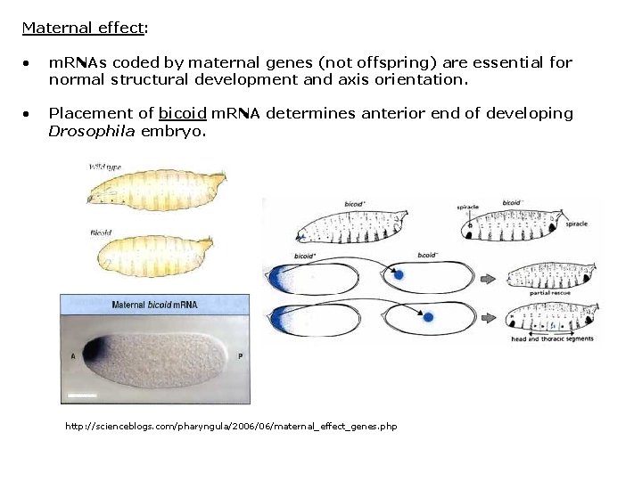 Maternal effect: • m. RNAs coded by maternal genes (not offspring) are essential for