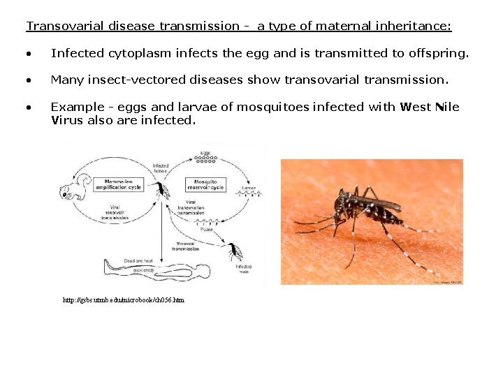 Transovarial disease transmission - a type of maternal inheritance: • Infected cytoplasm infects the