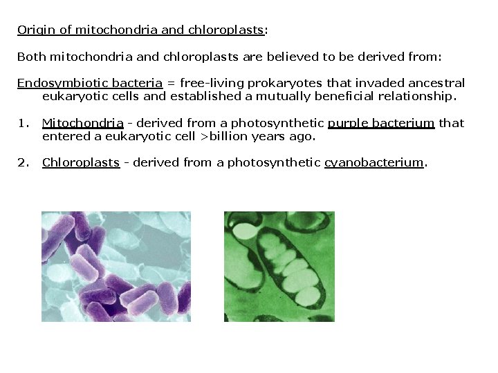 Origin of mitochondria and chloroplasts: Both mitochondria and chloroplasts are believed to be derived