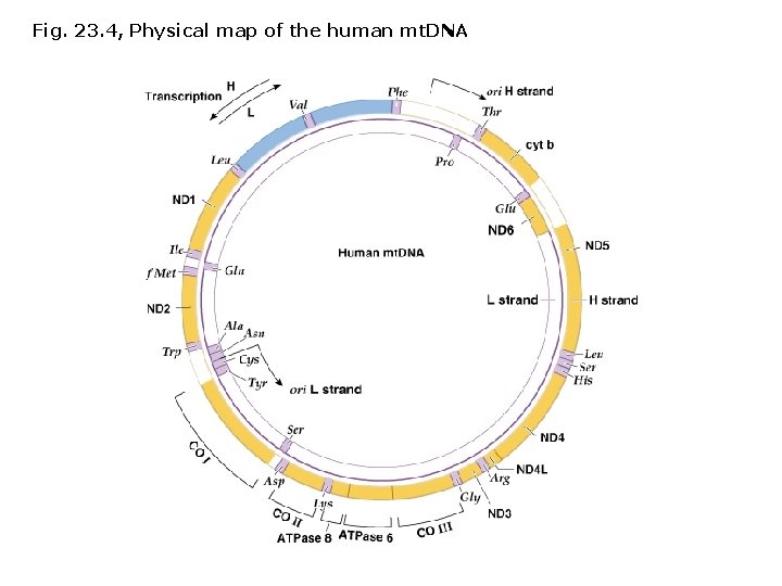 Fig. 23. 4, Physical map of the human mt. DNA 