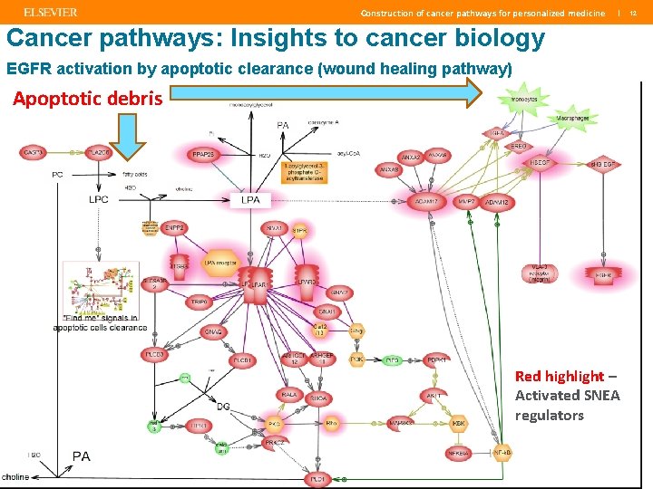 Construction of cancer pathways for personalized medicine | Cancer pathways: Insights to cancer biology