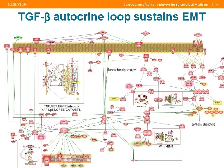 Construction of cancer pathways for personalized medicine TGF-b autocrine loop sustains EMT | 13