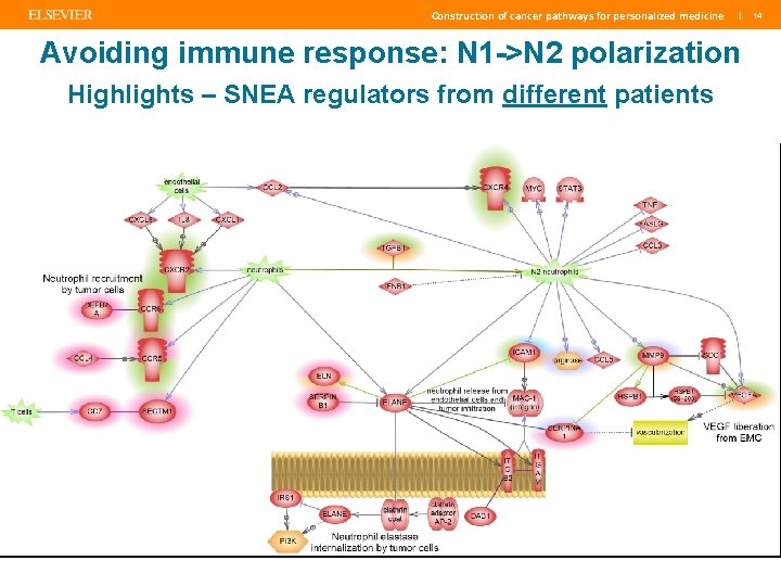 Construction of cancer pathways for personalized medicine | Avoiding immune response: N 1 ->N