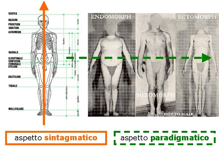 aspetto sintagmatico aspetto paradigmatico 