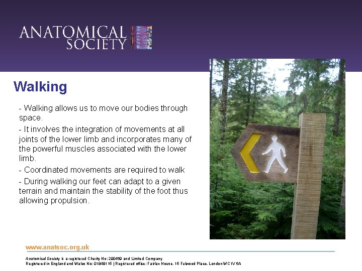 Walking - Walking allows us to move our bodies through space. - It involves