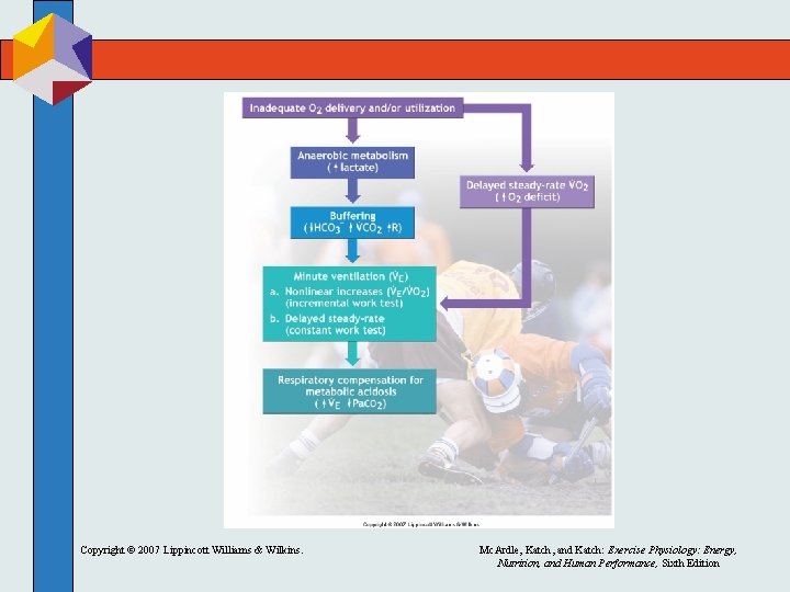 Copyright © 2007 Lippincott Williams & Wilkins. Mc. Ardle, Katch, and Katch: Exercise Physiology: