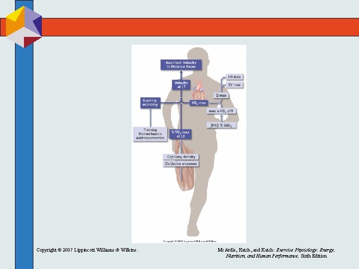Copyright © 2007 Lippincott Williams & Wilkins. Mc. Ardle, Katch, and Katch: Exercise Physiology: Copyright © 2007 Lippincott Williams & Wilkins. Mc. Ardle, Katch, and Katch: Exercise Physiology: