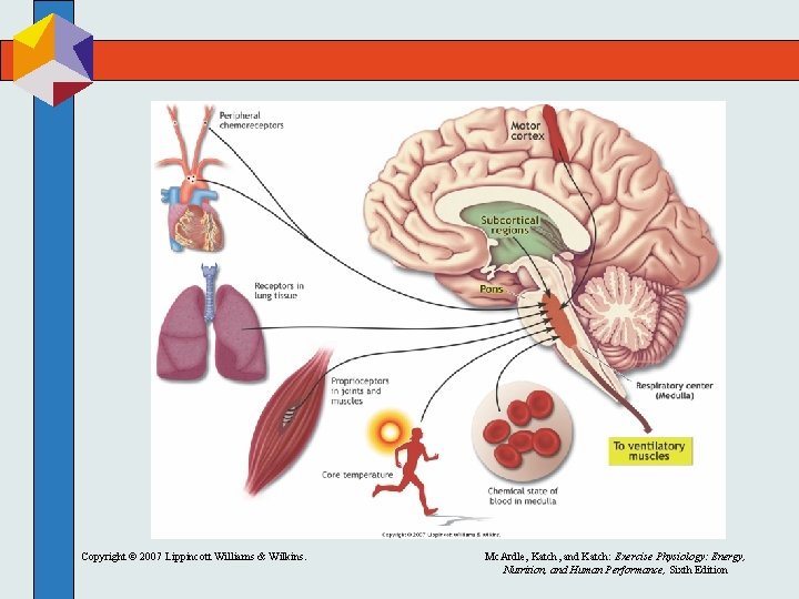 Copyright © 2007 Lippincott Williams & Wilkins. Mc. Ardle, Katch, and Katch: Exercise Physiology: Copyright © 2007 Lippincott Williams & Wilkins. Mc. Ardle, Katch, and Katch: Exercise Physiology: