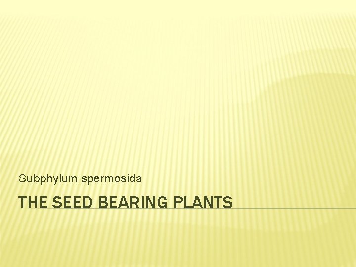 Subphylum spermosida THE SEED BEARING PLANTS 