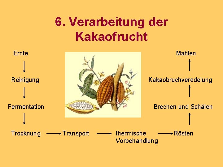 6. Verarbeitung der Kakaofrucht Ernte Mahlen Reinigung Kakaobruchveredelung Fermentation Brechen und Schälen Trocknung Transport