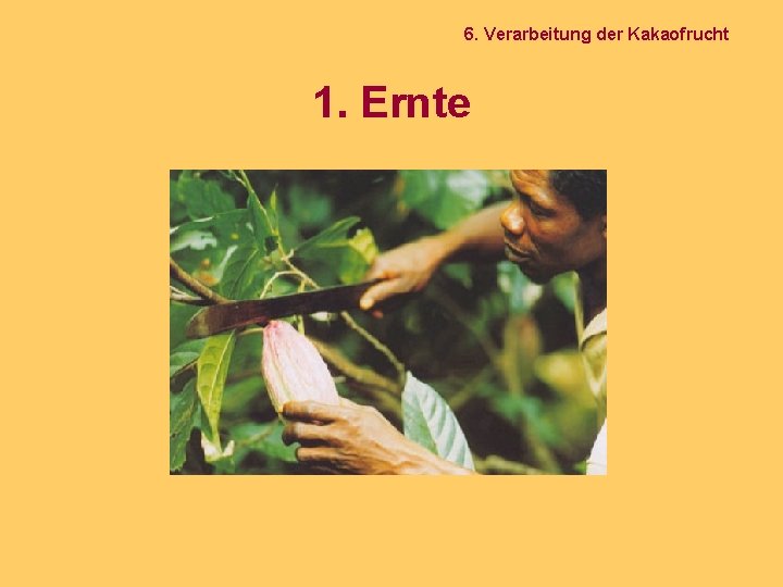 6. Verarbeitung der Kakaofrucht 1. Ernte 