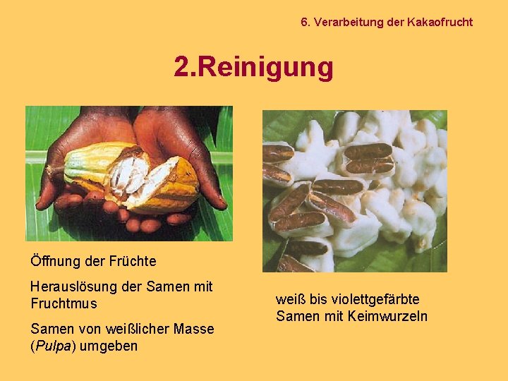 6. Verarbeitung der Kakaofrucht 2. Reinigung Öffnung der Früchte Herauslösung der Samen mit Fruchtmus
