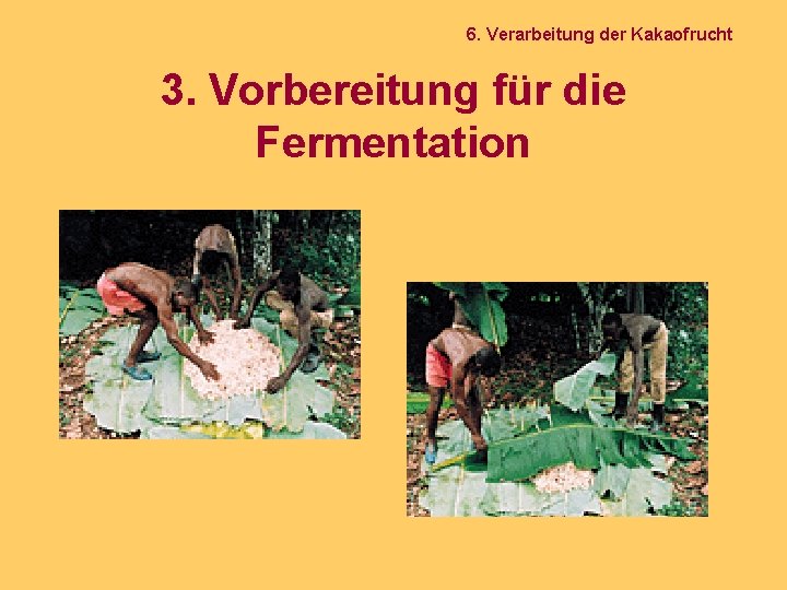 6. Verarbeitung der Kakaofrucht 3. Vorbereitung für die Fermentation 