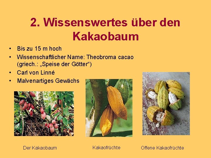 2. Wissenswertes über den Kakaobaum • Bis zu 15 m hoch • Wissenschaftlicher Name: