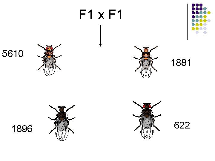 F 1 x F 1 5610 1896 1881 622 