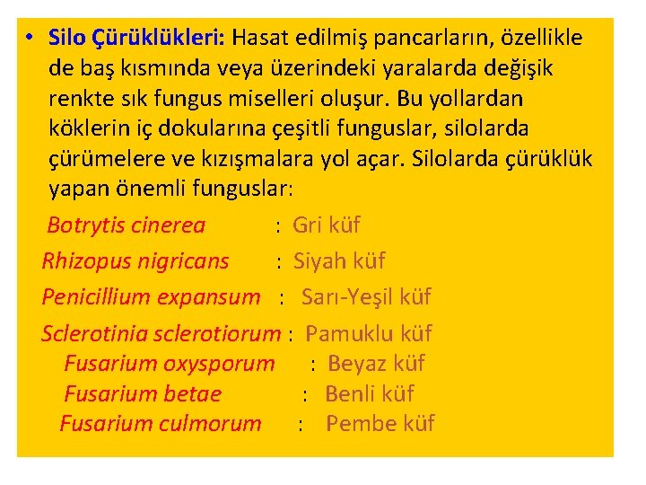  • Silo Çürüklükleri: Hasat edilmiş pancarların, özellikle de baş kısmında veya üzerindeki yaralarda