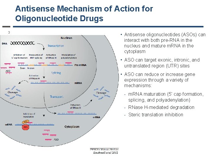 Antisense Mechanism of Action for Oligonucleotide Drugs 3 • Antisense oligonucleotides (ASOs) can interact