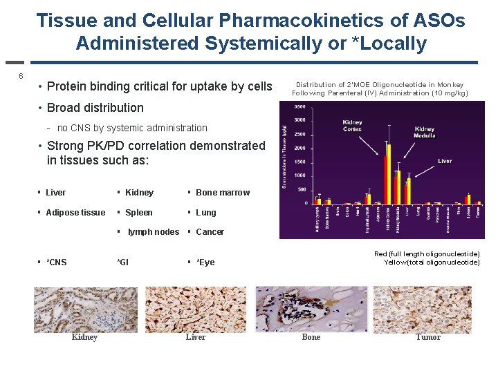Tissue and Cellular Pharmacokinetics of ASOs Administered Systemically or *Locally 6 • Protein binding