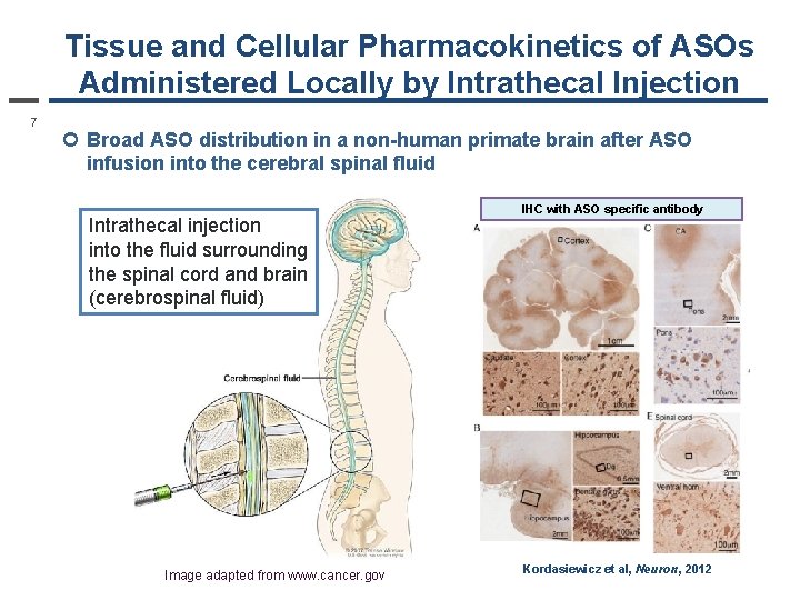 Tissue and Cellular Pharmacokinetics of ASOs Administered Locally by Intrathecal Injection 7 ¢ Broad