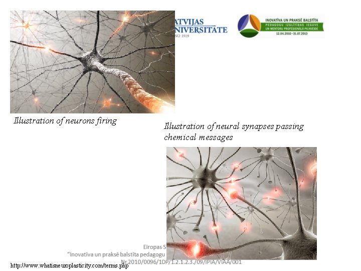 Illustration of neurons firing http: //www. whatisneuroplasticity. com/terms. php Illustration of neural synapses passing