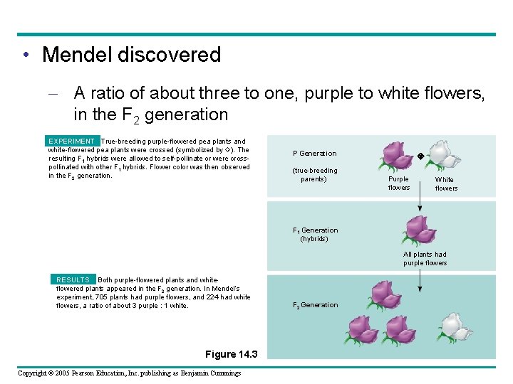  • Mendel discovered – A ratio of about three to one, purple to