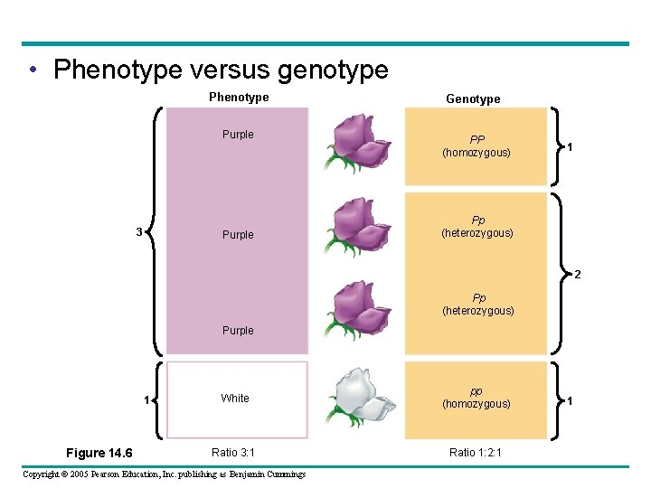  • Phenotype versus genotype Phenotype Purple 3 Purple Genotype PP (homozygous) 1 Pp