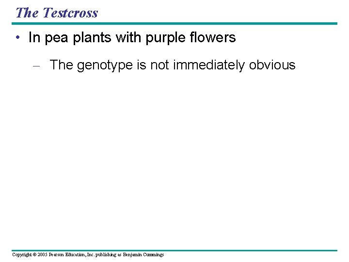 The Testcross • In pea plants with purple flowers – The genotype is not