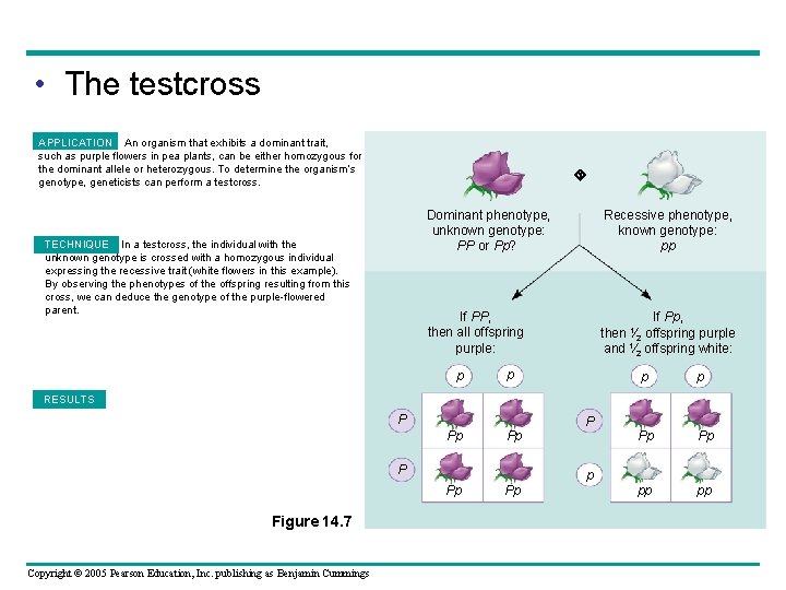  • The testcross APPLICATION An organism that exhibits a dominant trait, such as