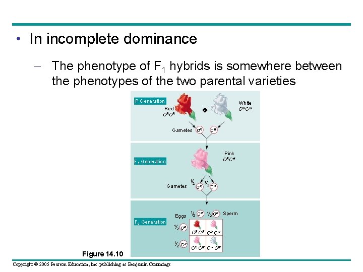  • In incomplete dominance – The phenotype of F 1 hybrids is somewhere