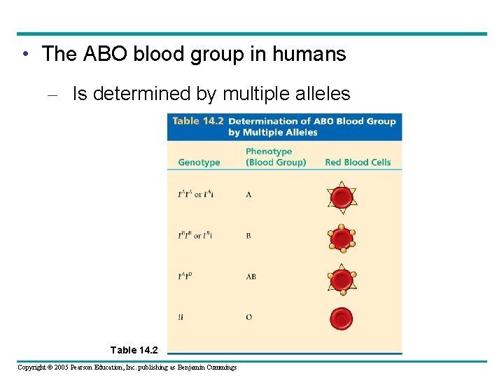  • The ABO blood group in humans – Is determined by multiple alleles