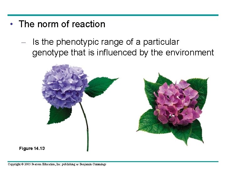  • The norm of reaction – Is the phenotypic range of a particular