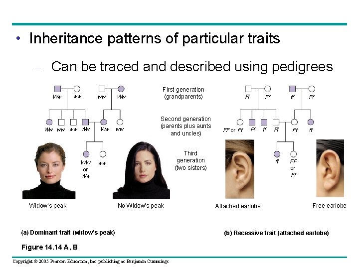  • Inheritance patterns of particular traits – Can be traced and described using
