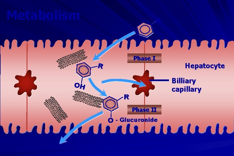 Metabolism R Phase I R Hepatocyte Billiary capillary OH R Phase II O -