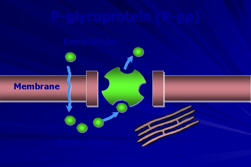 P-glycoprotein (P-gp) Extracellular Membrane Intracellular CYP 3 A 4 